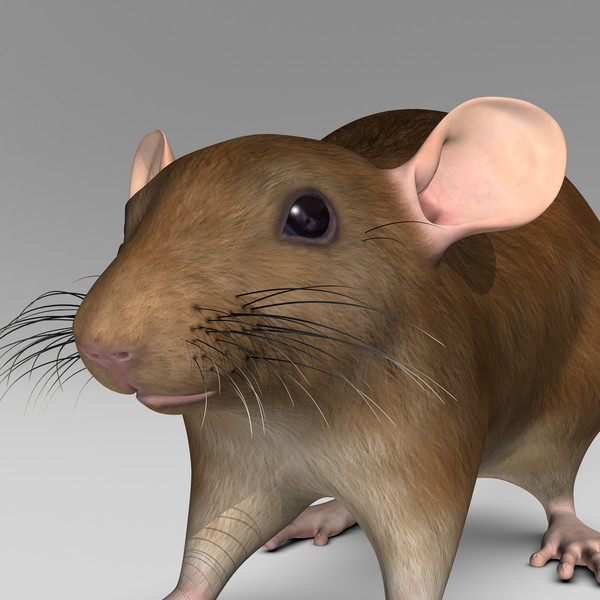 3d model brown rat - Rat ( Brown )... by MotionCow
