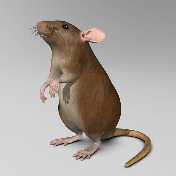 3d model brown rat - Rat ( Brown )... by MotionCow
