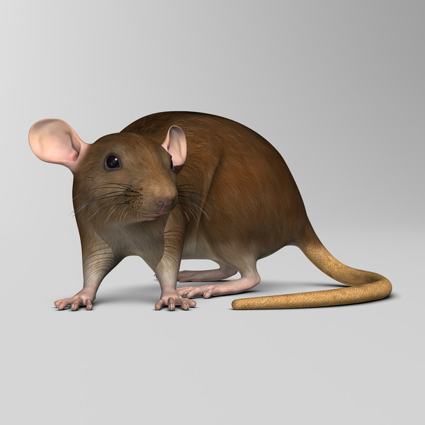 3d model brown rat - Rat ( Brown )... by MotionCow