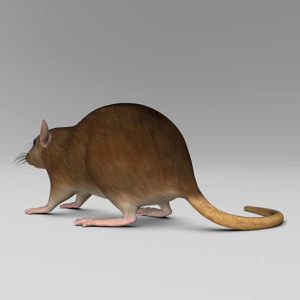 3d model brown rat - Rat ( Brown )... by MotionCow