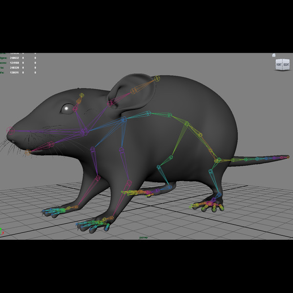 3d model brown rat - Rat ( Brown )... by MotionCow