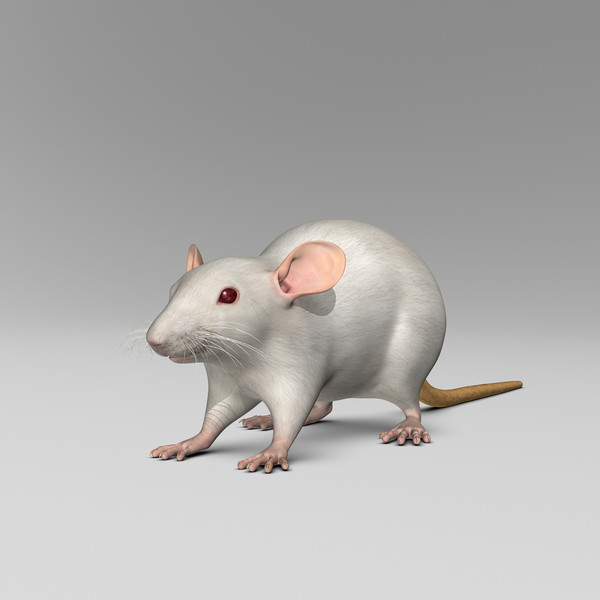 3ds max white rat - Rat ( White )... by MotionCow