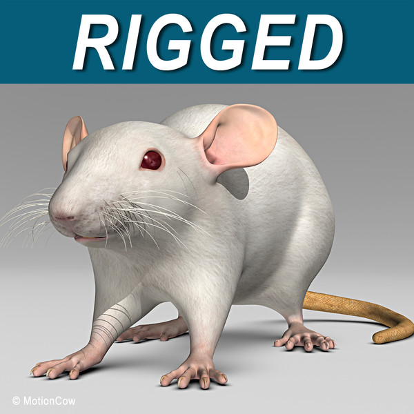3ds max white rat - Rat ( White )... by MotionCow