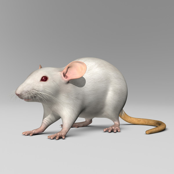 3ds max white rat - Rat ( White )... by MotionCow