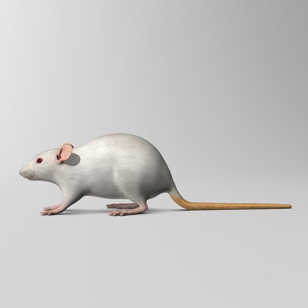 3ds max white rat - Rat ( White )... by MotionCow