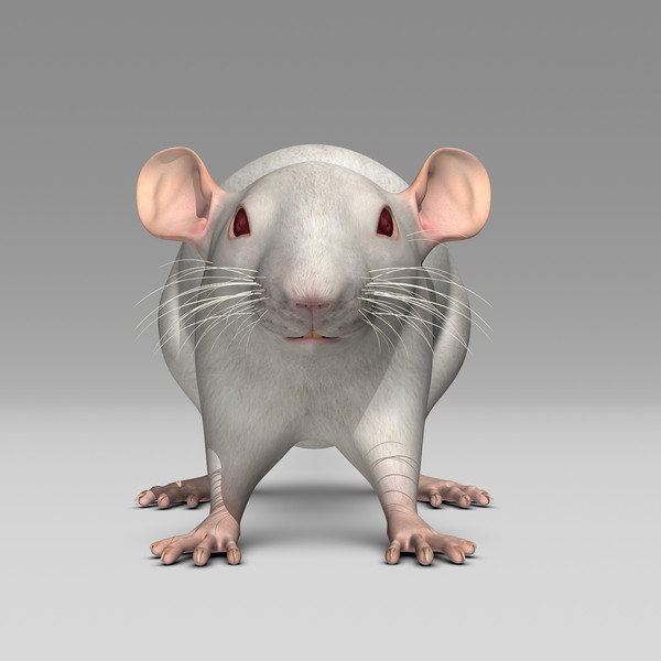 3ds max white rat - Rat ( White )... by MotionCow
