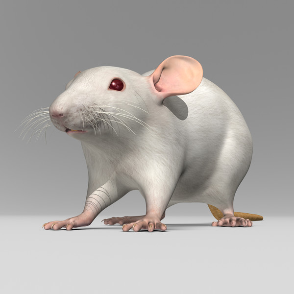 3ds max white rat - Rat ( White )... by MotionCow