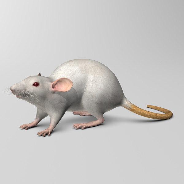 3ds max white rat - Rat ( White )... by MotionCow