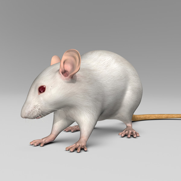 3ds max white rat - Rat ( White )... by MotionCow