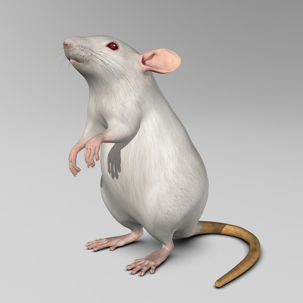 3ds max white rat - Rat ( White )... by MotionCow