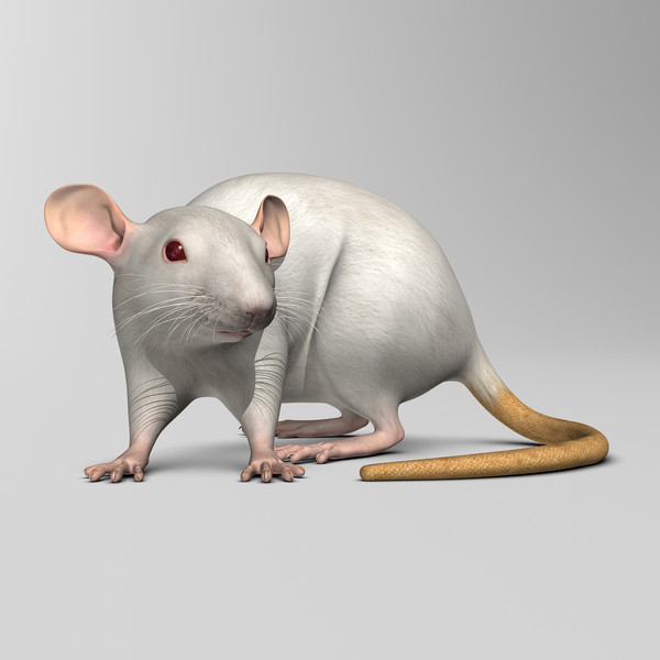 3ds max white rat - Rat ( White )... by MotionCow
