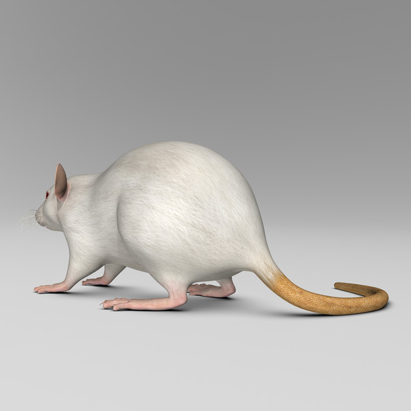 3ds max white rat - Rat ( White )... by MotionCow