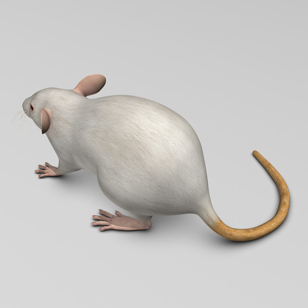 3ds max white rat - Rat ( White )... by MotionCow