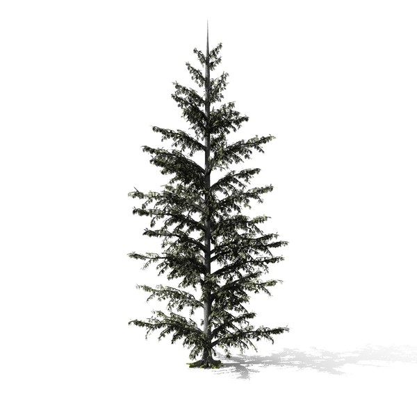 3d conifer tree model - Conifer Tree by yaschan