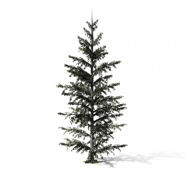 3d conifer tree model - Conifer Tree by yaschan
