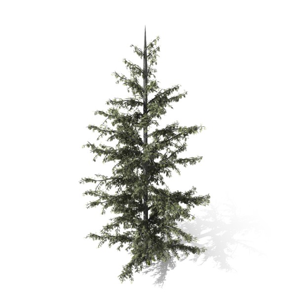 3d conifer tree model - Conifer Tree by yaschan