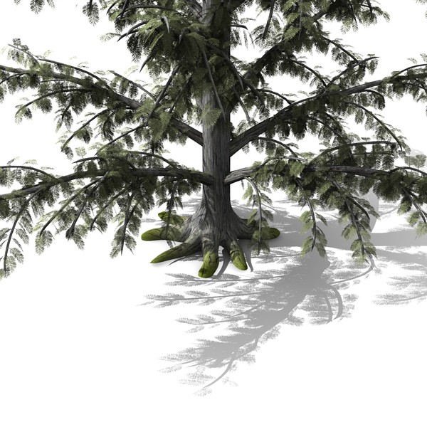 3d conifer tree model - Conifer Tree by yaschan