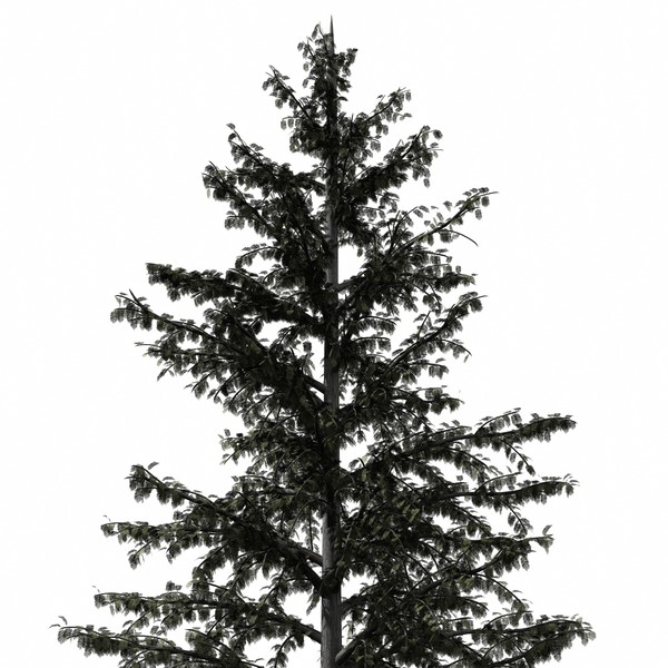3d conifer tree model - Conifer Tree by yaschan
