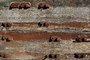 Sleepers_Texture_0001