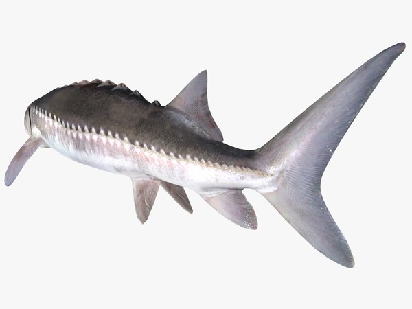 sturgeon 3d model - Sturgeon by 3dsam79