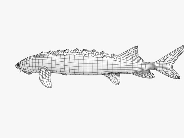 sturgeon 3d model - Sturgeon by 3dsam79