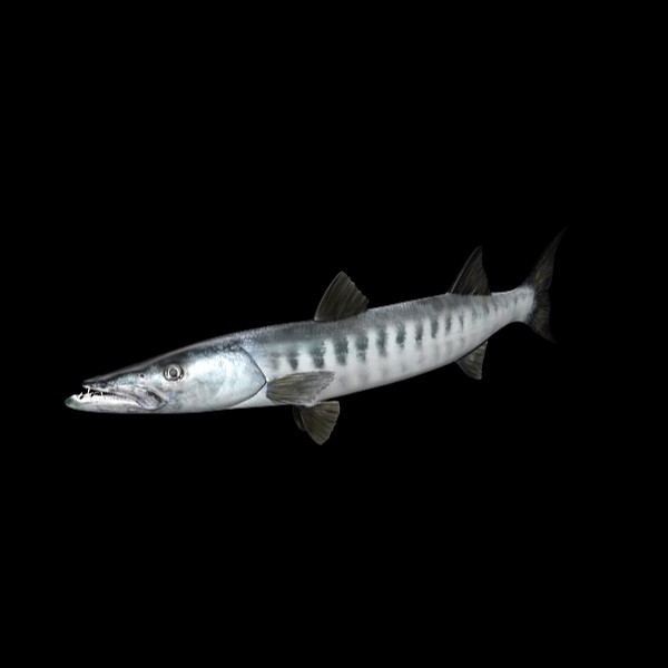 barracuda fish max - Barracuda by MotionCow
