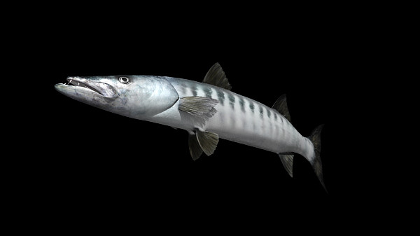 barracuda fish max - Barracuda by MotionCow