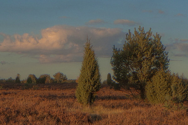 Meadow HDR Collection sIBL