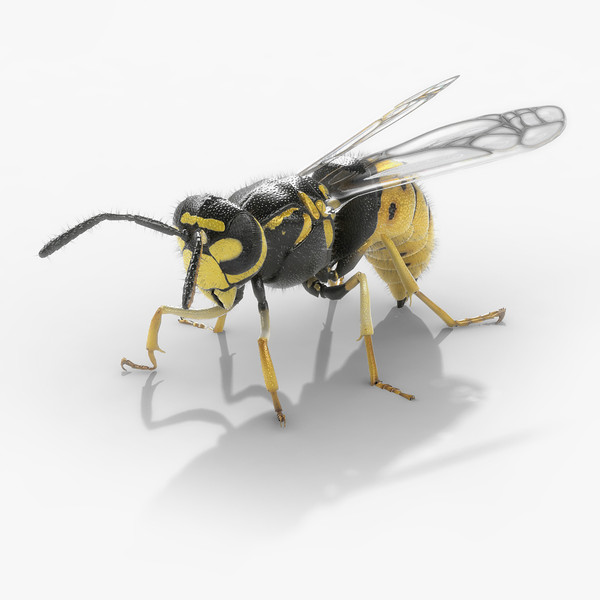 wasp flying bugs 3d model - Wasp by HD_Ready