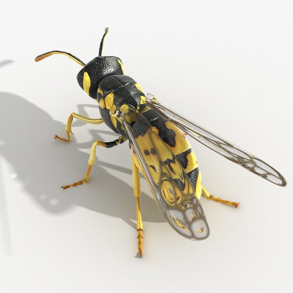 wasp flying bugs 3d model - Wasp by HD_Ready