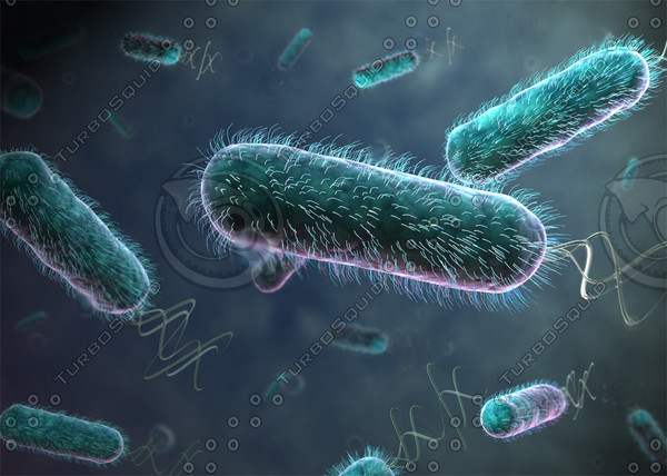 Ecoli bacteria