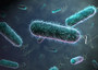 Ecoli bacteria