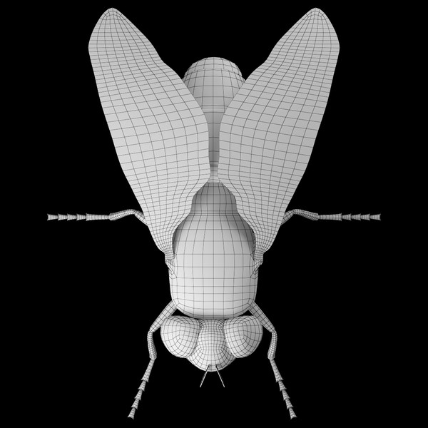 fly bug housefly 3d model - Fly by 3dShed