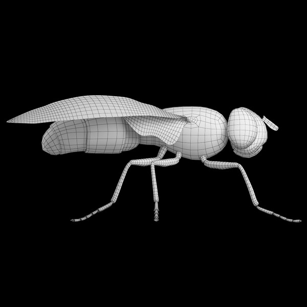 fly bug housefly 3d model - Fly by 3dShed