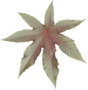 Castor plant leaf texture map