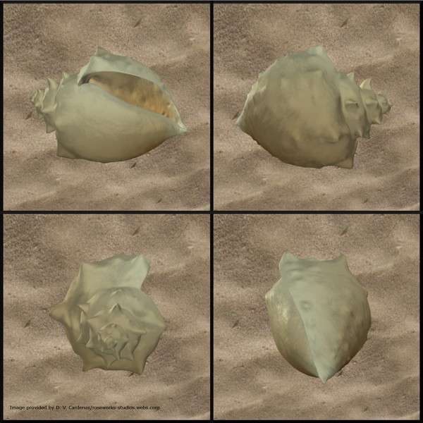 shell seashell sea obj - Seashell 1 by Donvitorio15