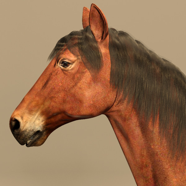 horse animal 3d model - Horse animal by CG ARTStudio