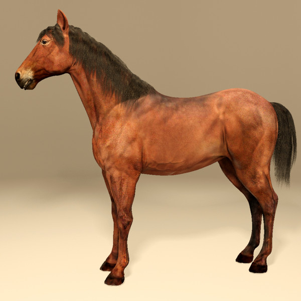 horse animal 3d model - Horse animal by CG ARTStudio