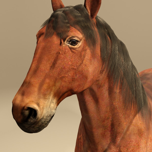 horse animal 3d model - Horse animal by CG ARTStudio