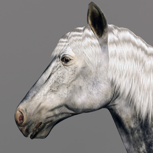 horse animal 3d model - Horse animal by CG ARTStudio