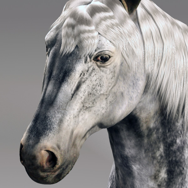 horse animal 3d model - Horse animal by CG ARTStudio