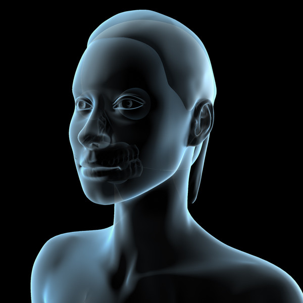3ds max female anatomy - x-ray - Female Anatomy - X-Ray Integumentary Skin System by IllumeStudio