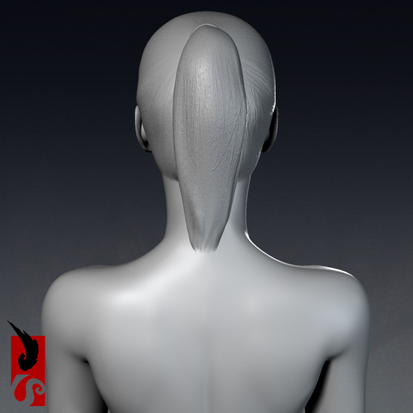 3ds max female anatomy - x-ray - Female Anatomy - X-Ray Integumentary Skin System by IllumeStudio