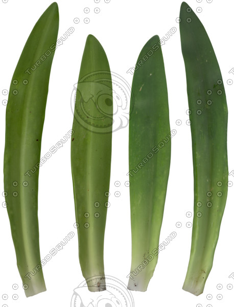 3d model grass - Grass by meerkat1123432