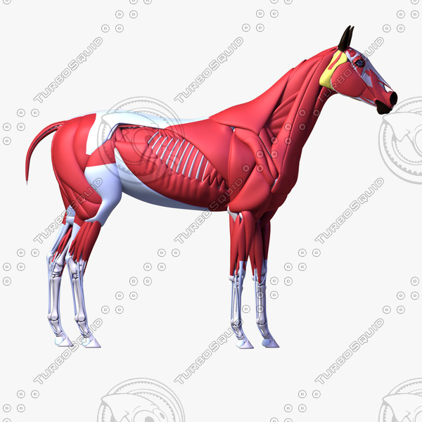 horse anatomy v 2 3d model - Horse Anatomy v.2 by leo3Dmodels