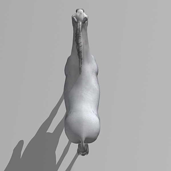 3d model of white looped galloping - Horse ( White ) by MotionCow