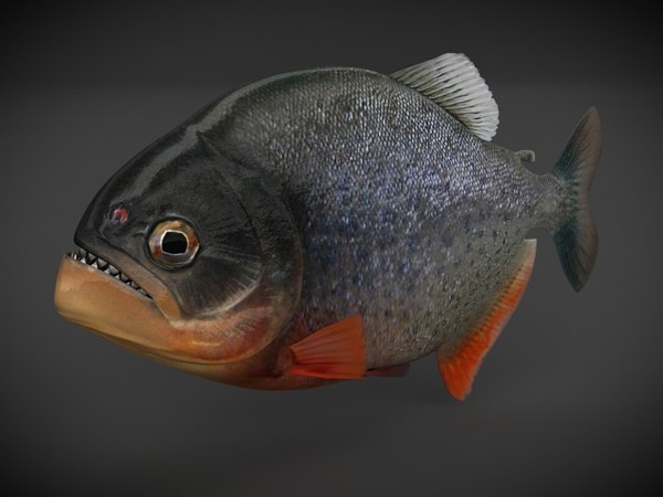 piranha fish obj - piranha fish by denisVFX
