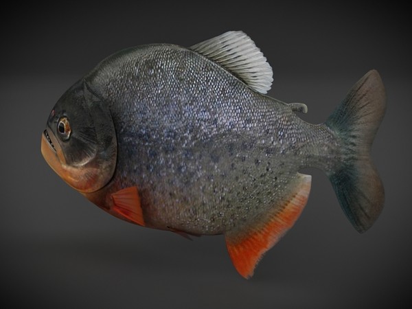 piranha fish obj - piranha fish by denisVFX