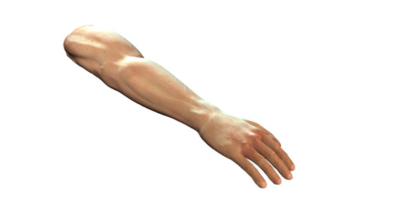 arm 3d model - Arm Model by Schloder87