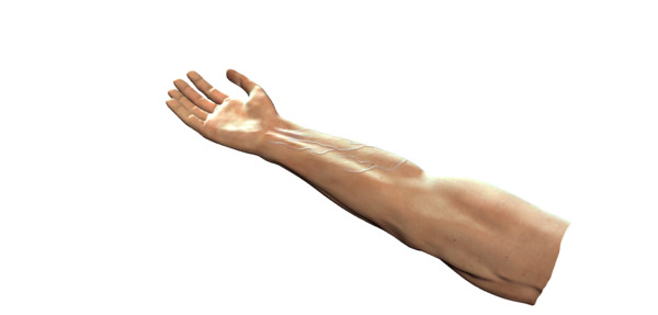 arm 3d model - Arm Model by Schloder87
